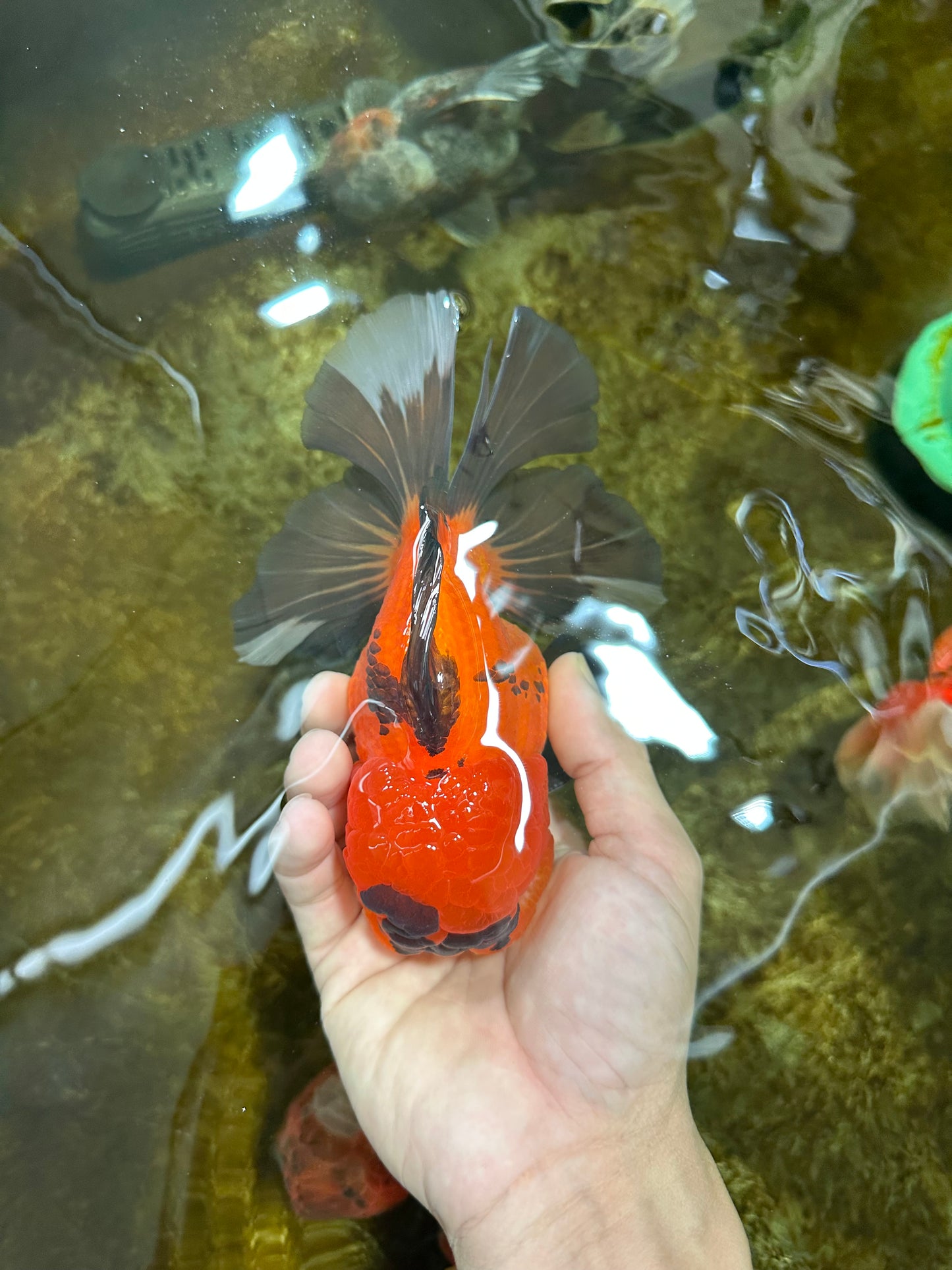 A Grade Apache Oranda Male 6 inches #080125OR_06