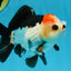 Puppy Pompom Tricolor Yuanbao Male 4.5 inches #071125YB_15