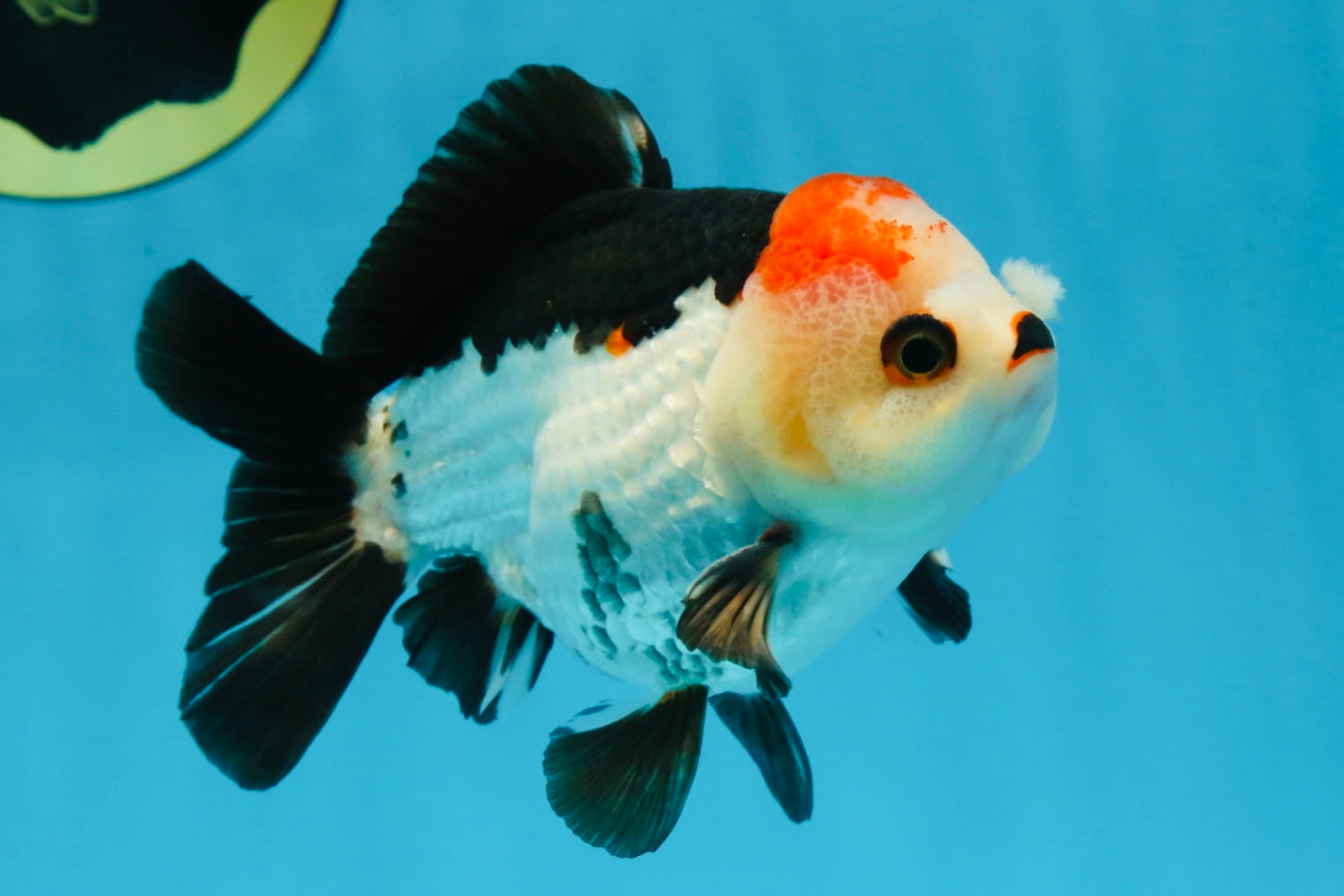 Puppy Pompom Tricolor Yuanbao Male 4.5 inches #071125YB_15