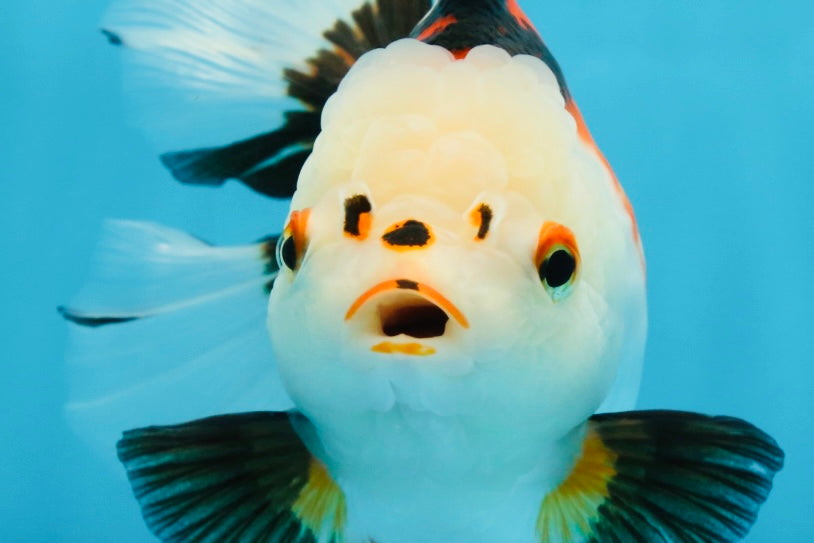 A Grade PUPPY Tricolor Oranda Female 6 inches #091925OR_10