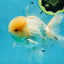 AAA Grade White Oranda Male 5.5 inches #050925OR_45