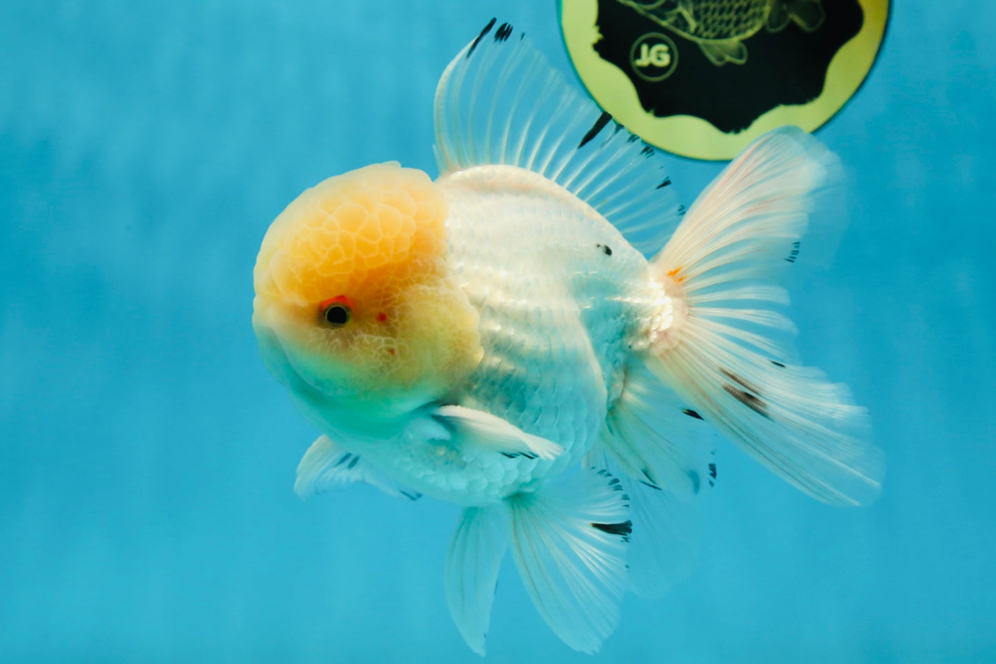 AAA Grade White Oranda Male 5.5 inches #050925OR_45