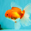 A Grade Red White Oranda Male 5.5 inches #102326OR_21