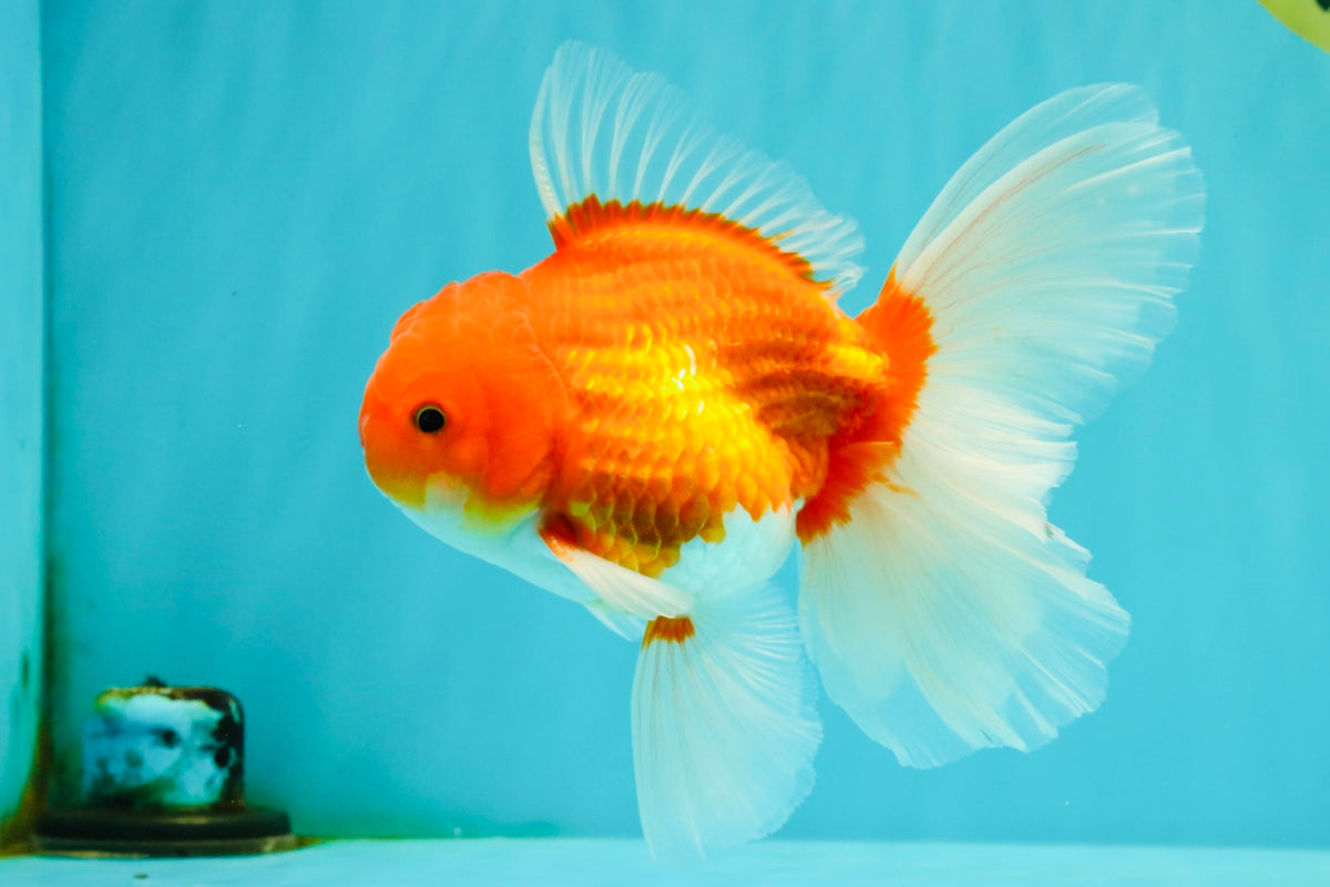 A Grade Red White Oranda Male 5.5 inches #102326OR_21