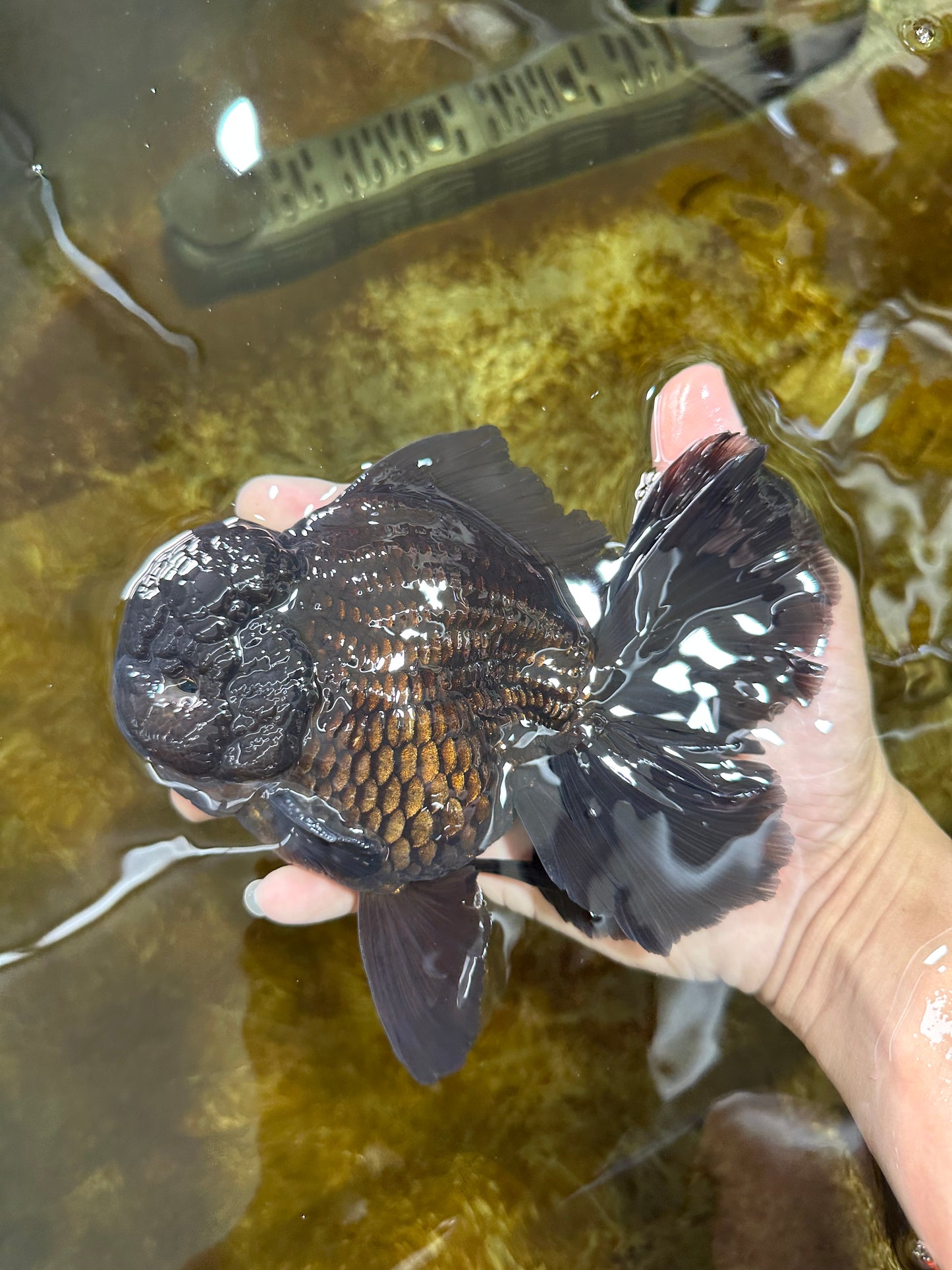 AAA Grade Godzilla Black Oranda Male 6 inches #080125OR_05