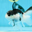 A Grade Nugget SO CUTE Panda Button Eyes Oranda Male 4.5 inches #010325OR_15