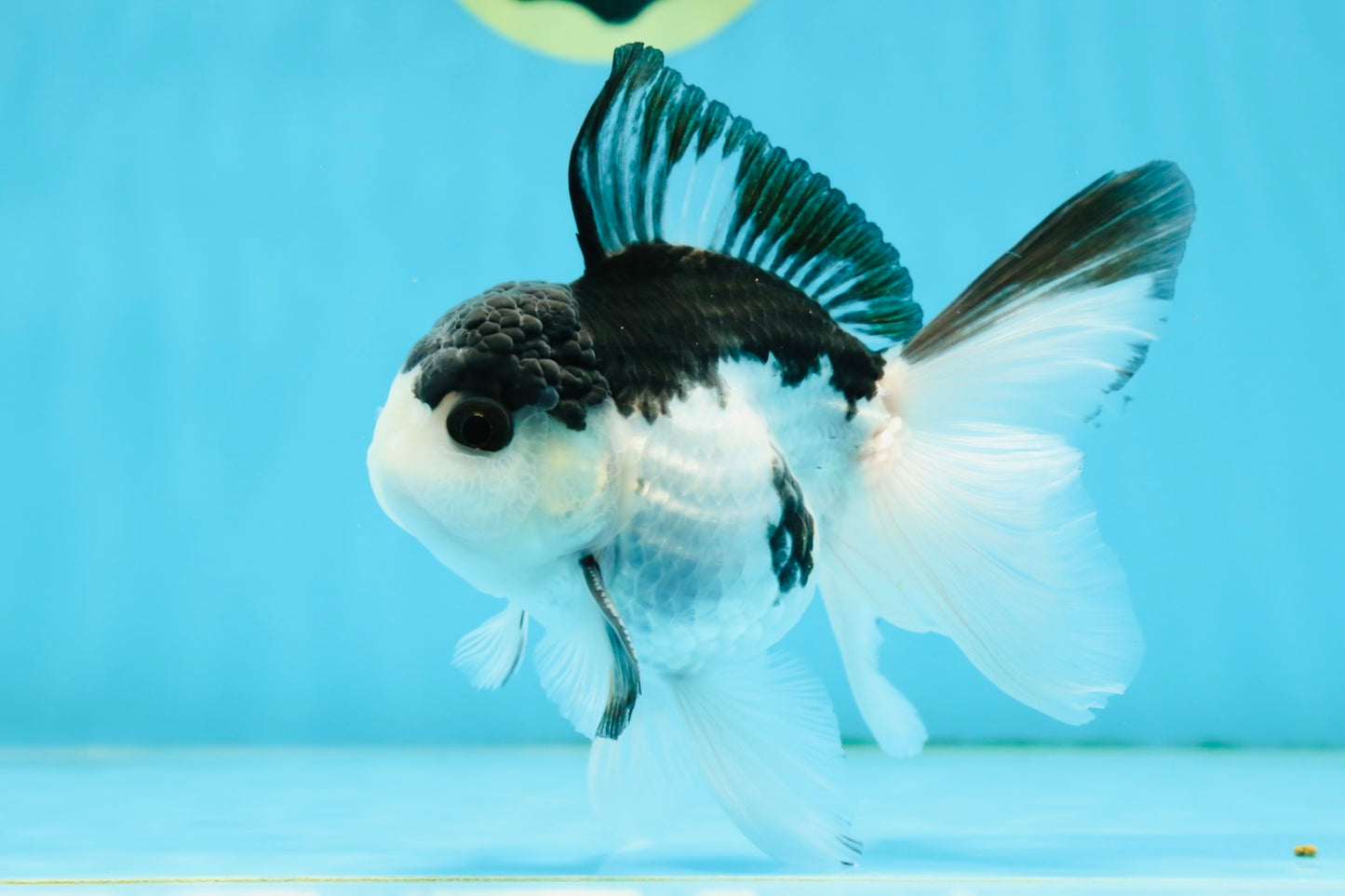 A Grade Nugget SO CUTE Panda Button Eyes Oranda Male 4.5 inches #010325OR_15