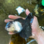 A Grade Panda Oranda Female 5.5 inches #081525OR_15
