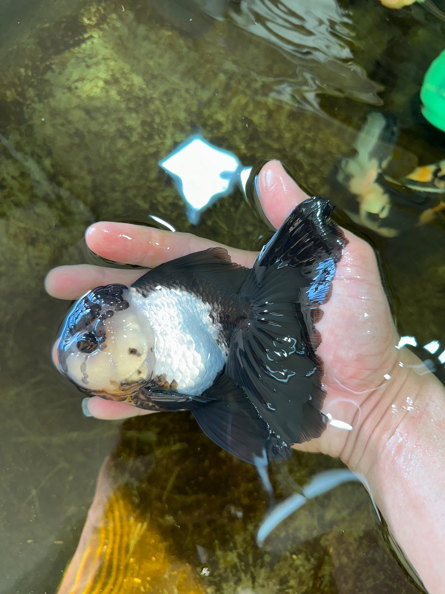 A Grade Panda Oranda Female 5.5 inches #081525OR_15