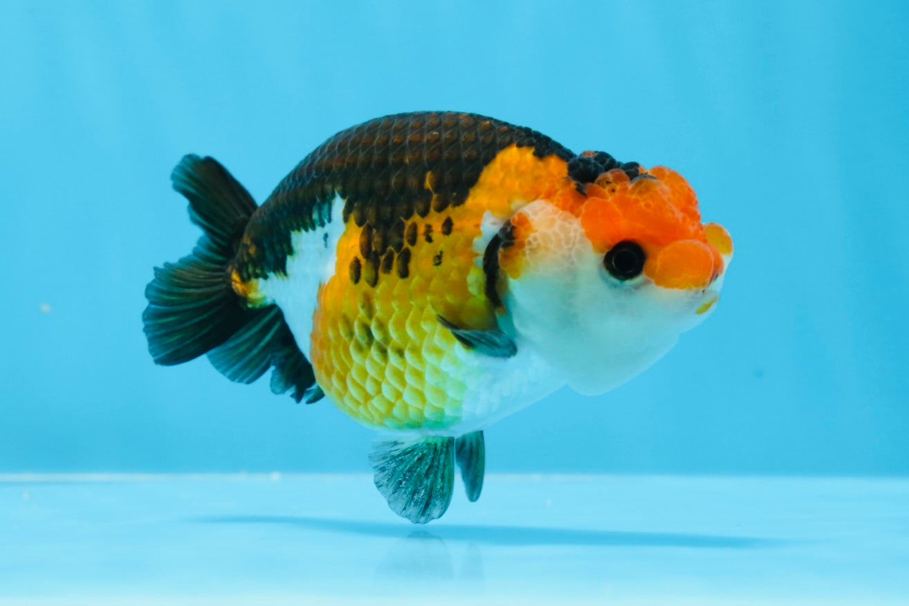 Special Tricolor Button Eyes Ranchu Male 4 inches #0628RC_16