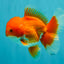 A Grade Red White Oranda Male 5.5-6 inches #041726OR_13