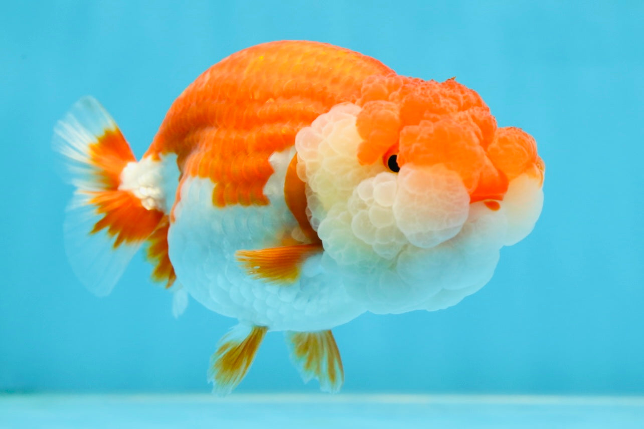 AAA Grade SUPER Red White LionQueen 4.5 inches #051625LC_35