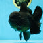 AAA Grade VERY SPECIAL Godzilla Black Oranda Male 5-5.5 inches #051625OR_18