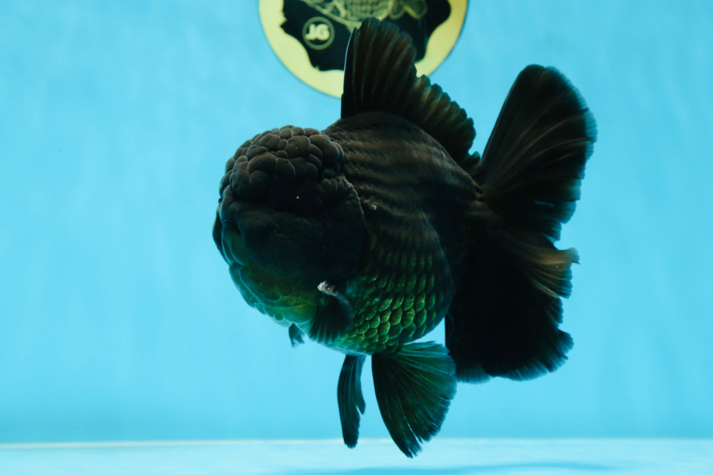 AAA Grade VERY SPECIAL Godzilla Black Oranda Male 5-5.5 inches #051625OR_18