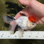 A Grade Red Cap Tricolor Oranda Male 4.5 inches #120624OR_02