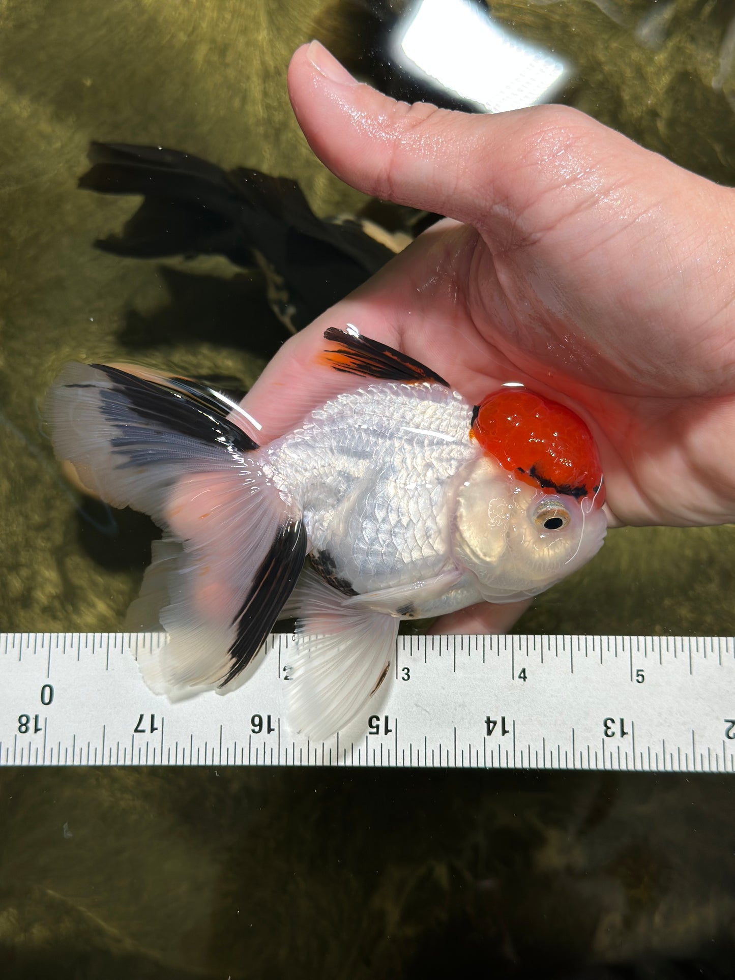 A Grade Red Cap Tricolor Oranda Male 4.5 inches #120624OR_02