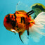 A Grade Broatail Tiger Oranda Male 7.5 inches #100926OR_08