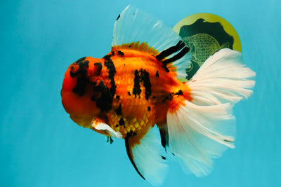 A Grade Broatail Tiger Oranda Male 7.5 inches #100926OR_08