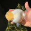 Show Grade Lemonhead Snow White LionQueen 4.5-5 inches #0811LC_01