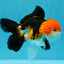 MARIO Tricolor Oranda Male 5-5.5 inches #041026OR_10