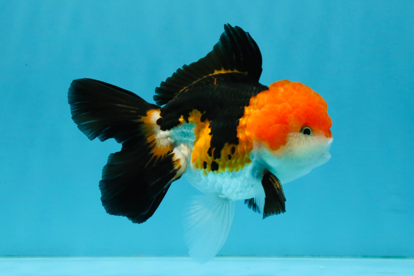 MARIO Tricolor Oranda Male 5-5.5 inches #041026OR_10