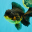 BATMAN A Grade Apache Oranda Male 6 inches #041726OR_12