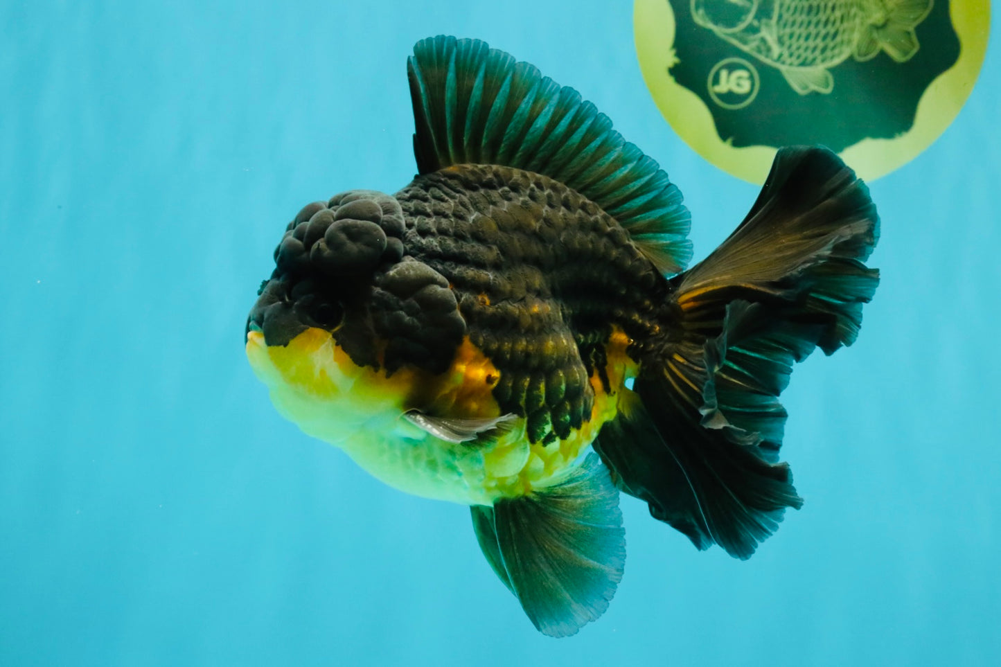 BATMAN A Grade Apache Oranda Male 6 inches #041726OR_12