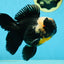 AAA Grade Tricolor Oranda Male 5 inches #050925OR_39