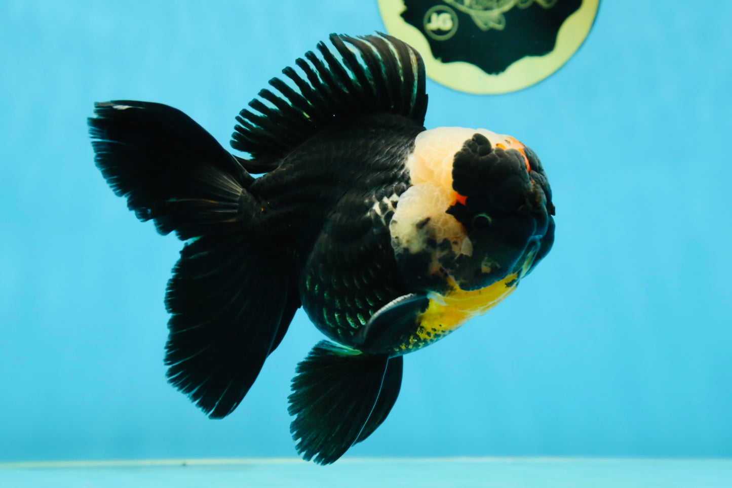 AAA Grade Tricolor Oranda Male 5 inches #050925OR_39
