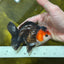 A Grade Nugget Tricolor Button Eyes Oranda Male 4.5 inches #010325OR_17