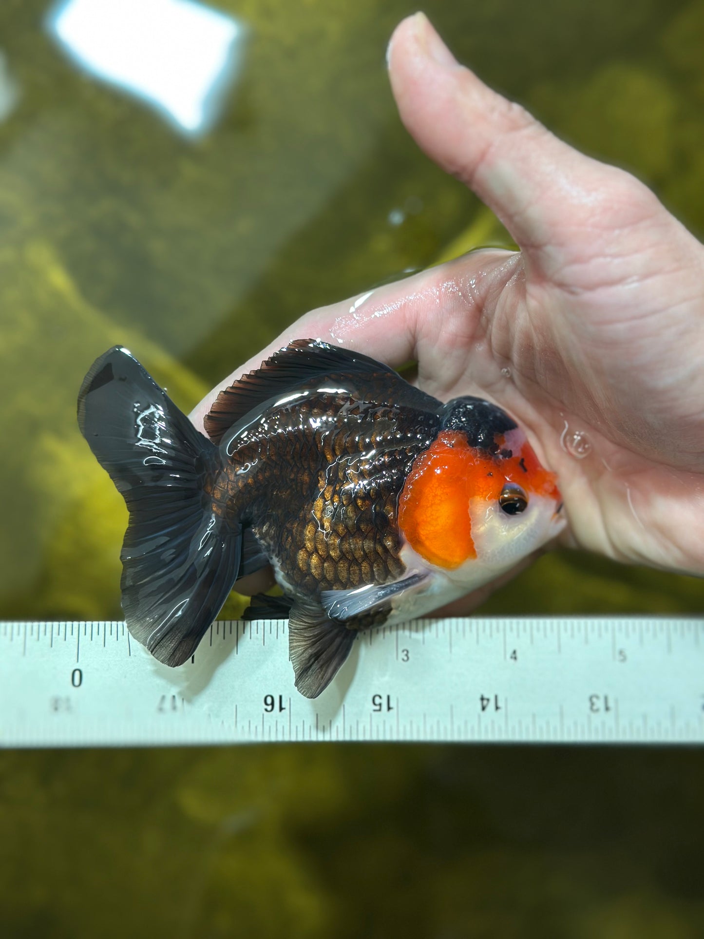 A Grade Nugget Tricolor Button Eyes Oranda Male 4.5 inches #010325OR_17