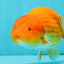 A Grade Red LionKing 4.5 inches #082126LC_19