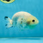 White Sakura Chinese Ranchu Female 4.5-5 inches #121225RC_04