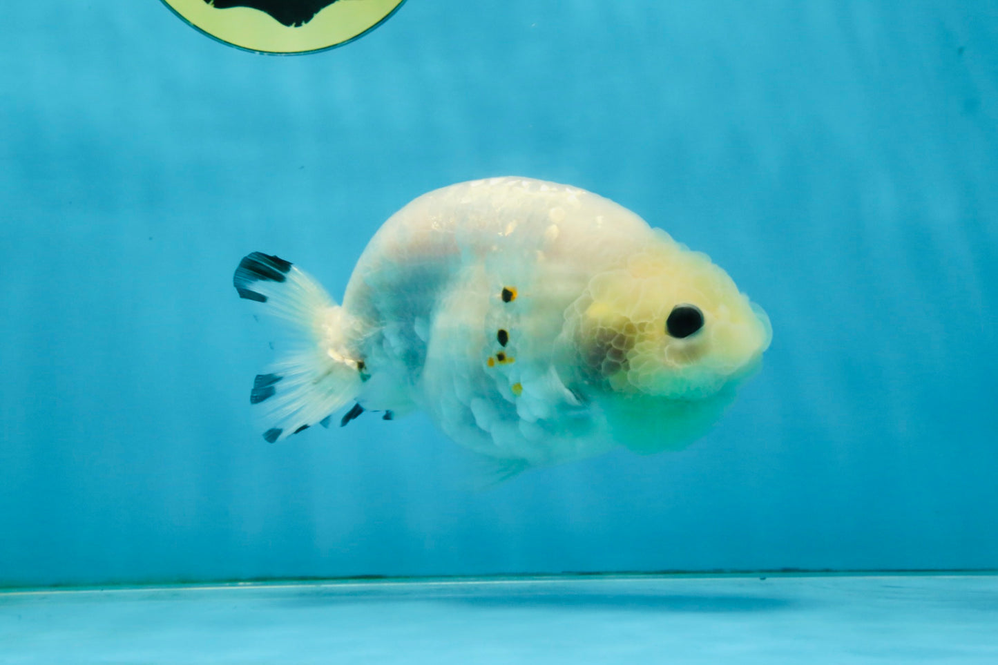 White Sakura Chinese Ranchu Female 4.5-5 inches #121225RC_04