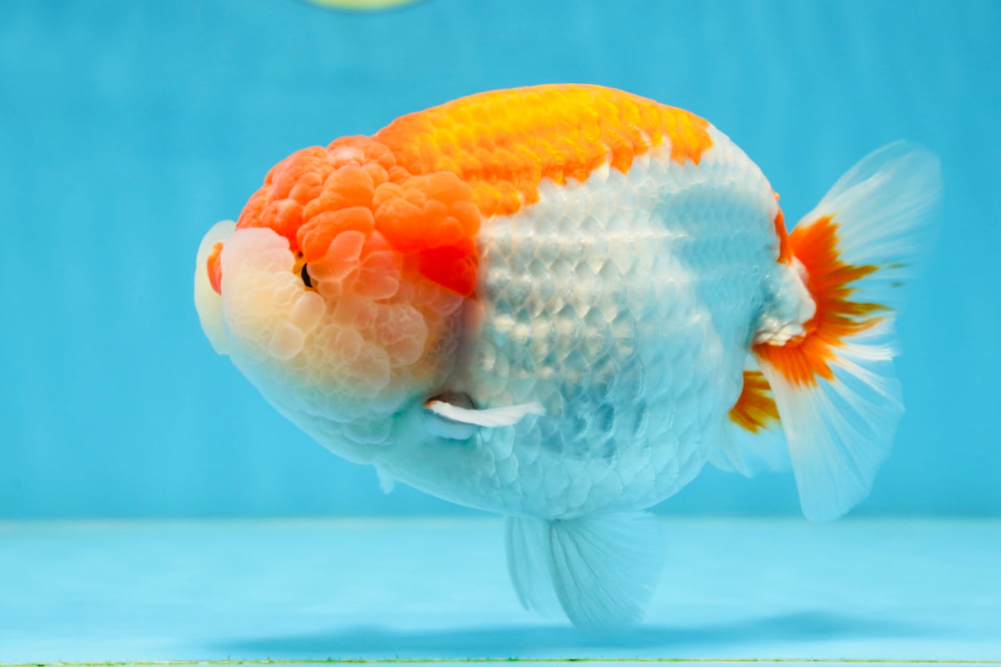 AAA Grade Red White LionKing 5.5-6 inches #081525LC_01