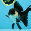 A Grade Killer Whale Panda Oranda Female 5-5.5 inches #100325OR_19
