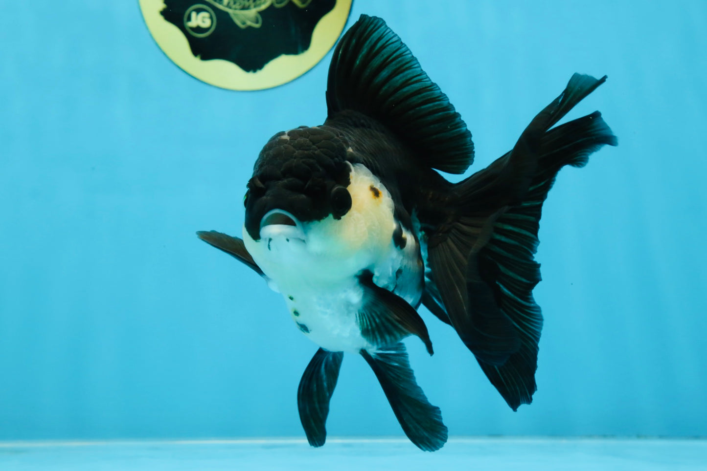 A Grade Killer Whale Panda Oranda Female 5-5.5 inches #100325OR_19