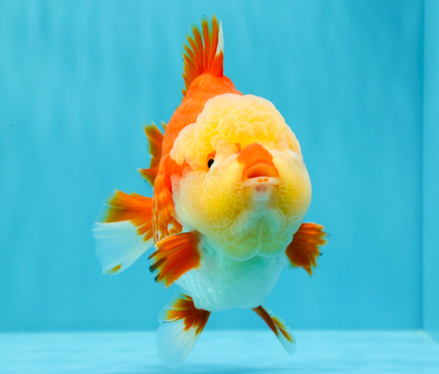 SUPER CUTE AAA Grade Godzilla Red White Yuanbao Male 6 inches #022726YB_02