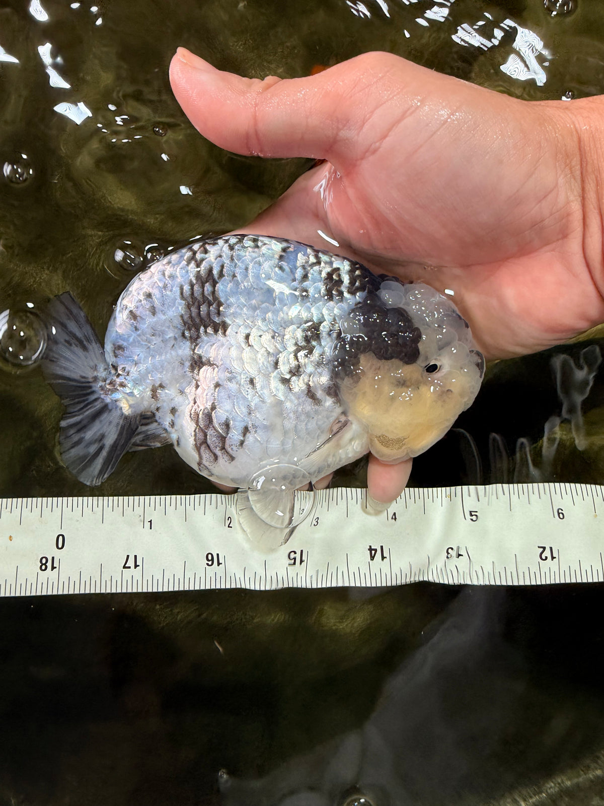 White Tiger Ranchu Female 5-5.5 inches #102326RC_04