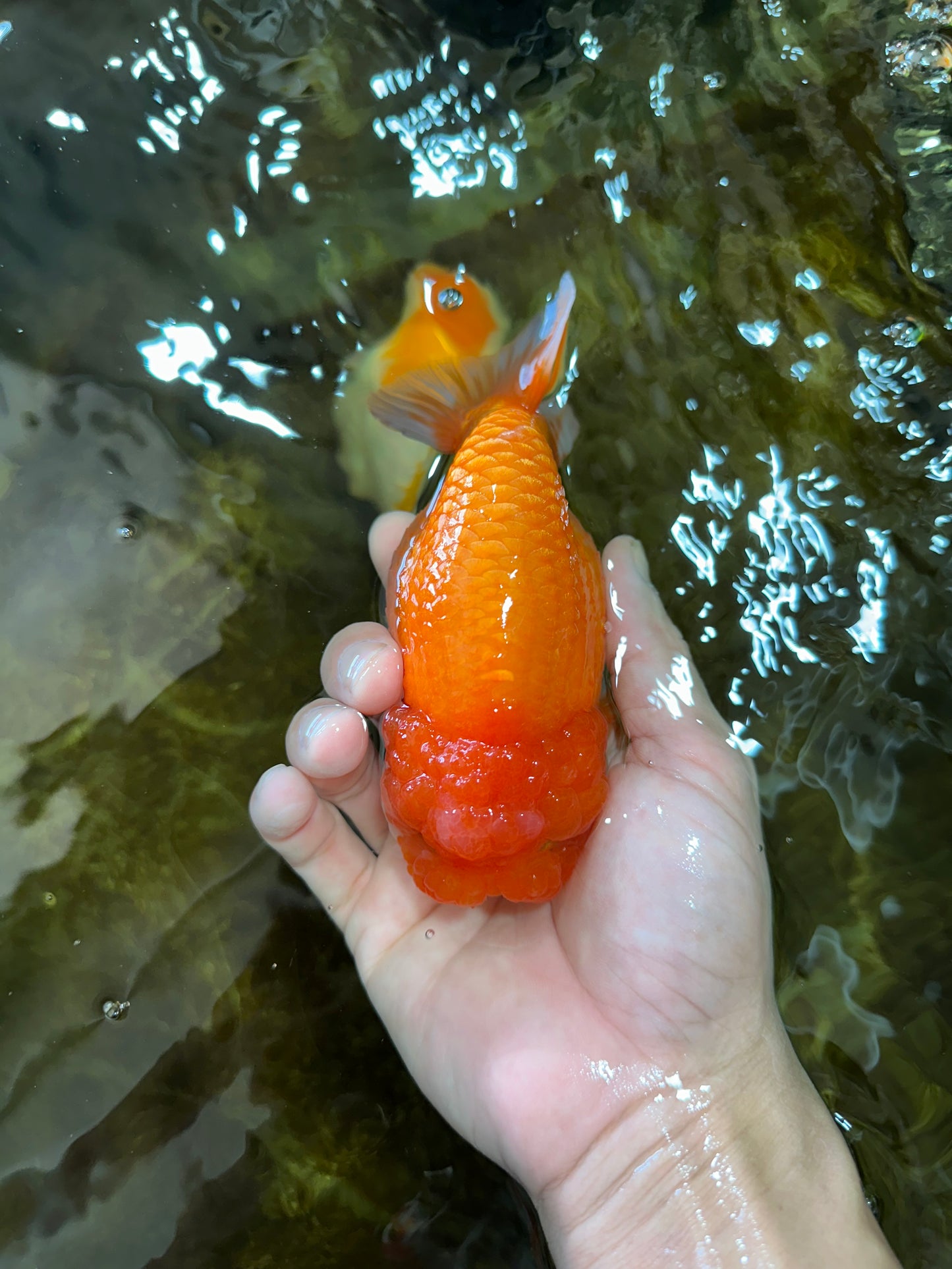 CHUBBY Red White Lionchu Female 5 inches #091225LC_04