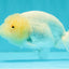 White Lionchu Female 4.5-5 inches #051526LC_15