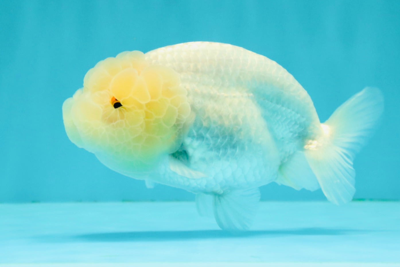 White Lionchu Female 4.5-5 inches #051526LC_15