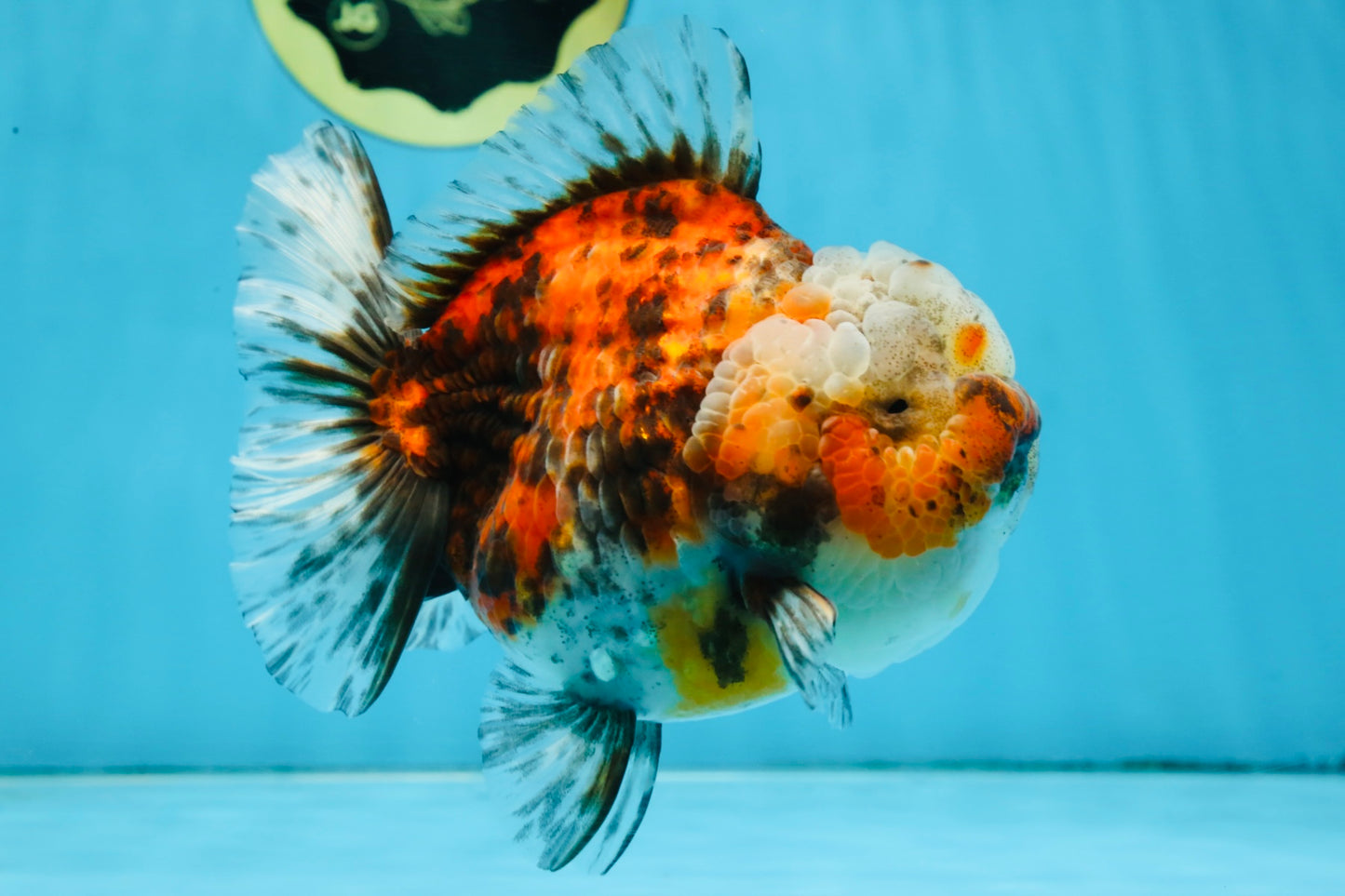 A Grade CHUBBY Calico Yuanbao Female 5-5.5 inches #091925YB_20