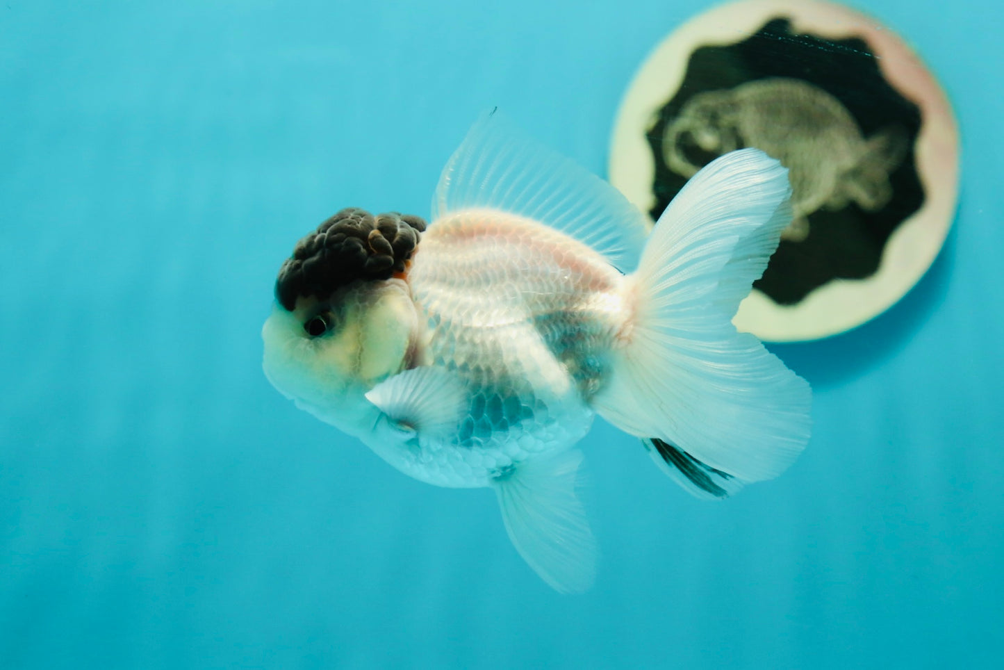 Black Tancho Panda Oranda Female 3.5 inches #110124OR_07