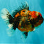 AAA Grade Calico Oranda Female 6.5-7 inches #100226OR_30