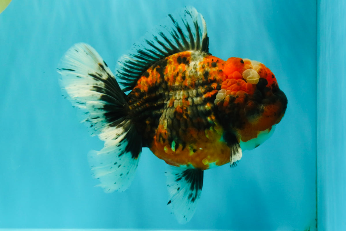 AAA Grade Calico Oranda Female 6.5-7 inches #100226OR_30