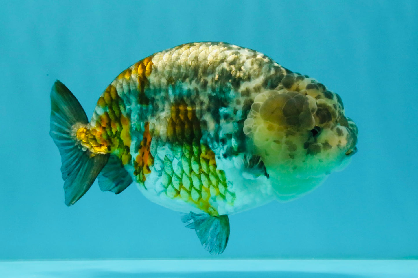 SPECIAL Pepper Calico Chinese Ranchu Female 6-6.5 inches #032026RC_30