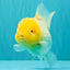 A  Grade White Oranda Male 6-6.5 inches #071026OR_27