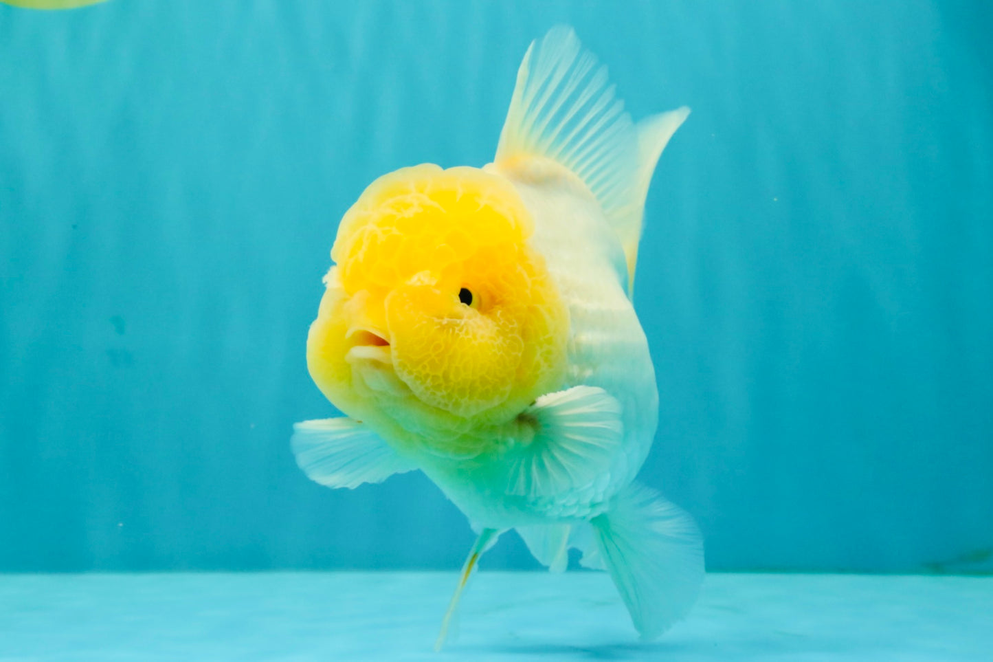 A  Grade White Oranda Male 6-6.5 inches #071026OR_27