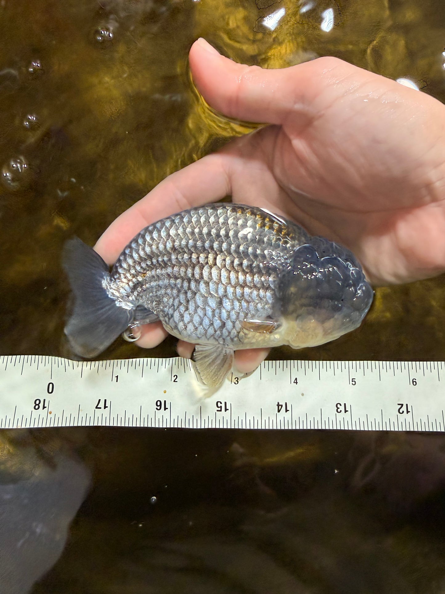 Blue LionChu Male 5 inches #103125LC_15